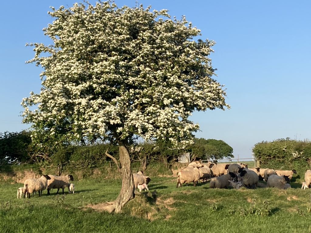 hawthorne tree